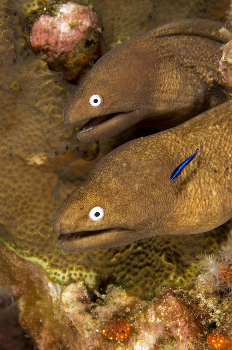 2moray