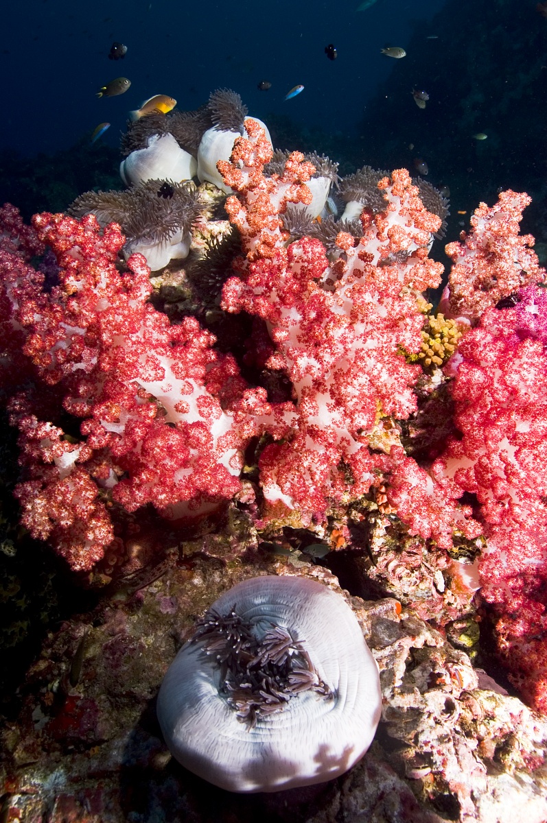 anemcoral