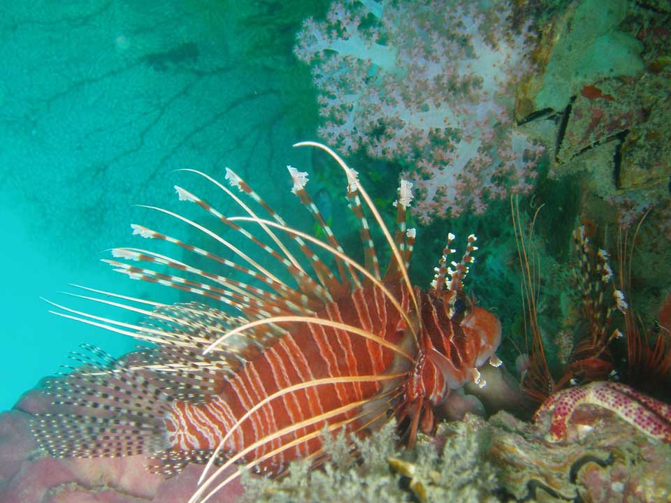 lionfish