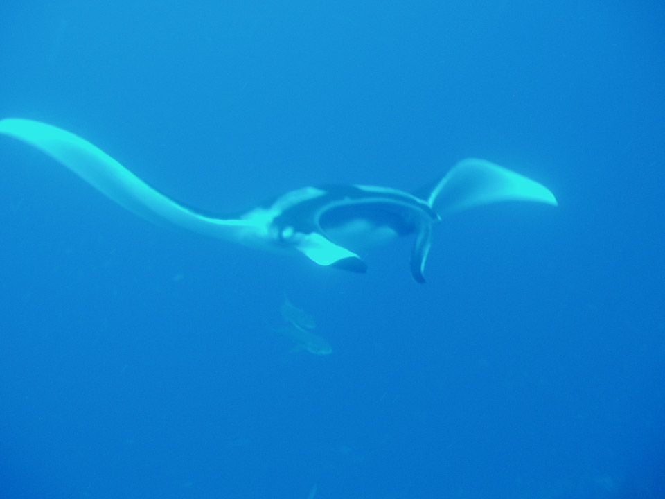 Manta Ray